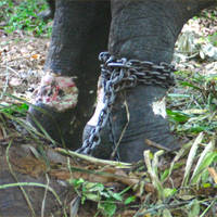 � Born Free Foundation