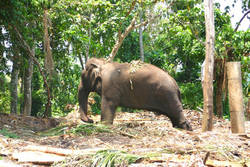 � Born Free Foundation