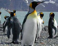 See penquins in Antarctica