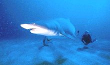 See Great White Sharks in South Africa