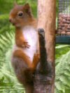 Wildlife at Loch Ness bed & breakfast