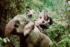Elephant trekking, Khao Sok accommodation
