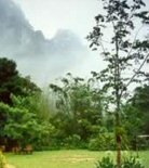 Forest view, Khao Sok accommodation
