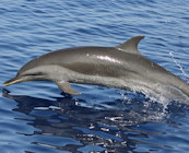 Dolphin watching