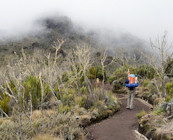 Racing up Kili