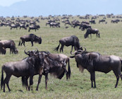 The Great Migration