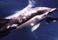 Dolphin on whale watching holiday