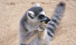 See lemurs in Madagascar
