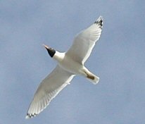 Birdlife on Danube Delta day trip in Ukraine