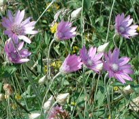 Ukraine flowers