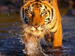 Tiger photography tour in India
