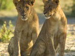 Zimbabwe holiday, wildlife tour