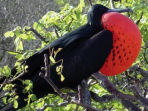 Galapagos photography holiday