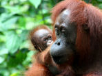 Borneo and Bali holiday
