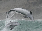 Volunteering with dolphins in Peru