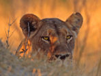 South Africa wildlife reserves conservation expedition