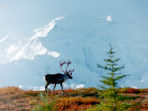 Holiday in Alaska, wildlife and wilderness