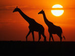 Tanzania cycling holiday and safari