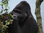 Gorilla safari holiday in Uganda