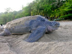 Trinidad and Tobago nature tours