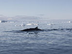 Greenland and Canada Arctic cruise