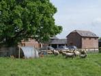 New Forest cottages, sleeps 2, England