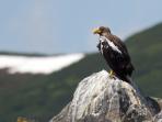 Sea of Okhotsk wildlife cruise, Russia