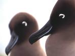 Australian Bight birding cruise