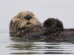 Kuril Islands sea otter survey cruise