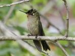 Bird watching holiday in Chile