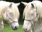 Horse riding holiday in France