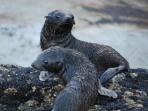 New Zealand marine conservation research