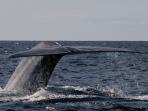 Blue Whale tour in the Azores