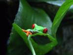 Amazon wildlife conservation project, Peru