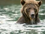 British Columbia bear watching holiday