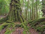 Tarkine Rainforest walking holiday, Tasmania