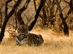 Wildlife family adventure in India