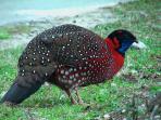 Bird watching tour in Bhutan