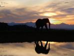 Volunteer with elephants in South Africa