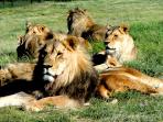 Volunteer at a lion sanctuary in South Africa