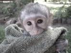 Volunteer with monkeys in South Africa
