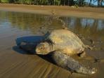 Volunteer with turtles in Costa Rica