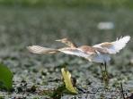 Montenegro bird watching holiday