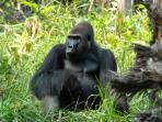 Congo and Central Africa wildlife holiday