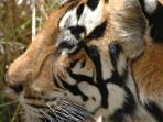 India tiger watching holidays