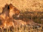 Kenya holiday, wildlife and beaches 
