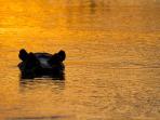 Okavango Delta tailor made wildlife safari in Botswana