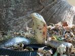 Reptile conservation, South Africa