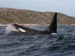 Northern whale study tour, Newfoundland