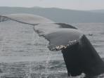 Whale study week in Newfoundland